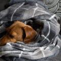 우리 아이 피부를 지키는 현명한 선택, 스너그(Snug) 낮잠이불의 모든 것